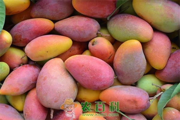 贵妃芒产地在哪儿?怎么样才是熟的?青的可以吃吗?