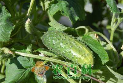 黄瓜叶面追肥要注意哪些问题?