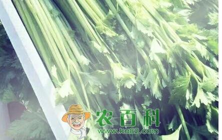 长季节作物芹菜的种植时间、栽培方法和病虫害防治技术