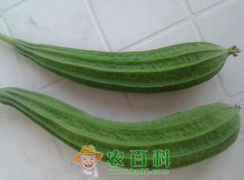 八棱瓜和丝瓜有什么区别？什么时候播种？有哪些功效及作用？