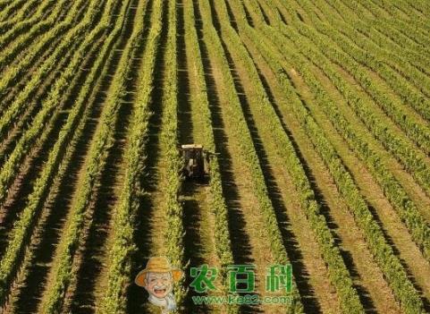 一亩地能产多少粮食？