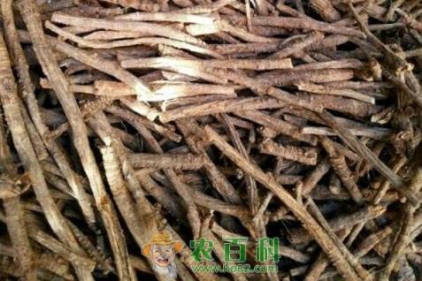 防风种子多少钱一斤？栽培种植技术有哪些？