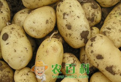 秋季马铃薯常见病虫害防治措施