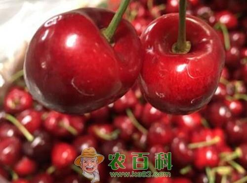 车厘子要几年挂果?亩产多少斤?有哪些功效及作用?(附种植方法)