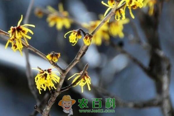 金缕梅苗木价格多少钱一株？如何种植？有哪些功效及作用？