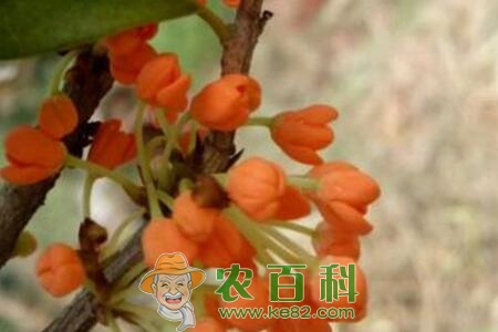 桂花种子多少钱一斤?什么时候播种?种植方法有哪些?