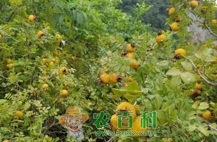 刺梨苗价格多少钱一株?果实有什么营养?能降三高吗?