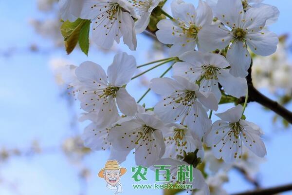 桃树一般几月份落叶?什么时候会开花、结果、长新叶子?有哪些主要品种?