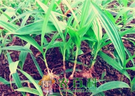 种白芨赚钱吗？2019白芨种植前景及市场价格行情分析（附白芨最新价格）