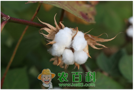 棉花价格预测如何？怎样种植能增收增产？