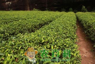 农业部关于抓住机遇做强茶产业的意见