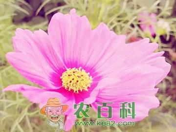 怎么样才能种植出能开出鲜艳花朵的波斯菊呢？