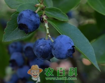 蓝莓一般几月份成熟上市？什么时候吃最好？多少钱一斤？