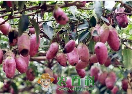 八月瓜（炸）可以人工种植吗？适合哪里种植？2019八月炸果多少钱一斤？