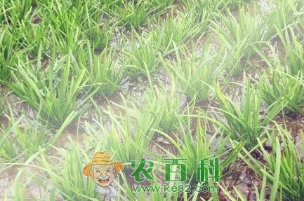 富含益生元的韭菜种植时间、栽培方法和病虫害防治技术
