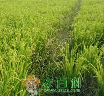 免耕直播稻田除草