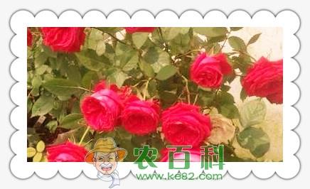 我国一年四季都可以盛开的花是什么花?只有月季吗?