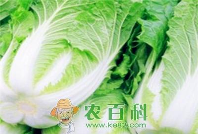 白菜价格走势分析（附各地区白菜最新价格）