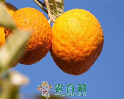橘子树什么时候种植?什么时候开花结果?怎样栽培?