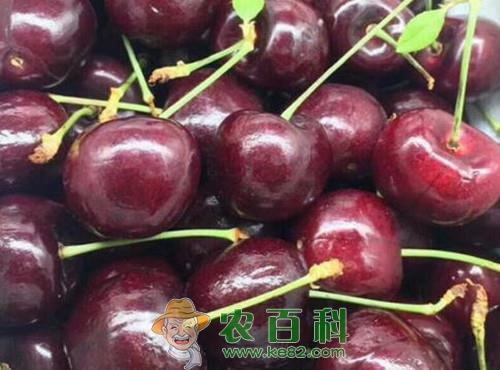 车厘子要几年挂果?亩产多少斤?有哪些功效及作用?(附种植方法)