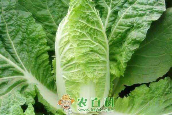 娃娃菜是转基因蔬菜吗?多少钱一斤?怎么炒好吃?