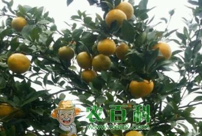 皇帝柑什么时候成熟?多少钱一斤?有什么营养价值?