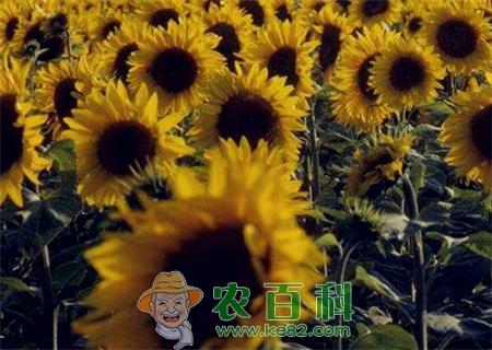 现在向日葵种子多少钱一斤?种一亩能有多少产量?