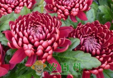 菊花叶子发黄怎么办?解决办法有哪些？