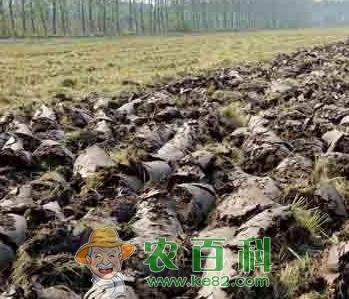 东北稻区翻耕直播稻田 除草