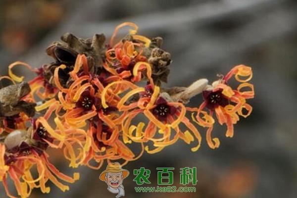 金缕梅苗木价格多少钱一株？如何种植？有哪些功效及作用？