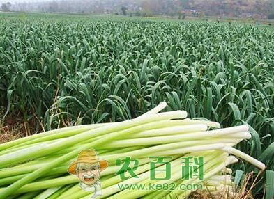 2019年蒜薹多少钱一斤？市场现状如何？农民该如何应对？（附蒜薹价格最新行情）