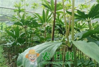 重楼价格是多少钱一斤？有哪些功效与作用？