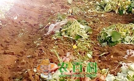 “长寿食品”红薯的种植时间、栽培方法和病虫害防治技术