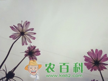 怎么样才能种植出能开出鲜艳花朵的波斯菊呢？