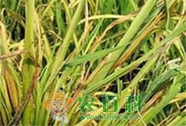 当水稻玉米遇上热害你该怎样防?