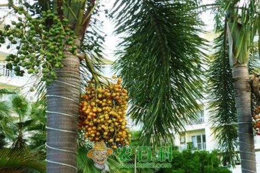 槟榔树要怎么种植？几年能结果？一棵槟榔树能结多少果？