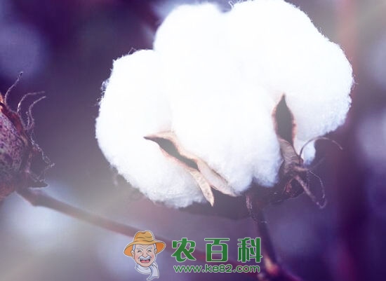 棉花最新价格多少钱一斤?棉花行情走势如何?(附成本利润及市场行情分析)