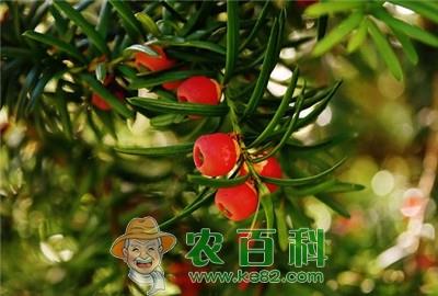 红豆杉价格多少钱一斤？什么时候种？长几年能结果？