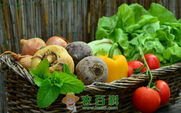 赣州市南康区2019年蔬菜产业发展实施方案