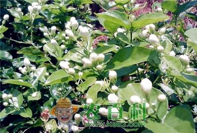 茉莉花养殖方法和注意事项主要有哪些?主要产地在哪?