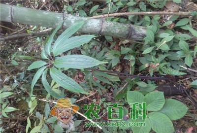 重楼价格是多少钱一斤？有哪些功效与作用？