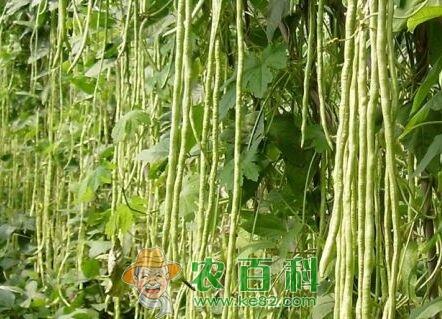 长豆角种植技术、长豆角种植时间