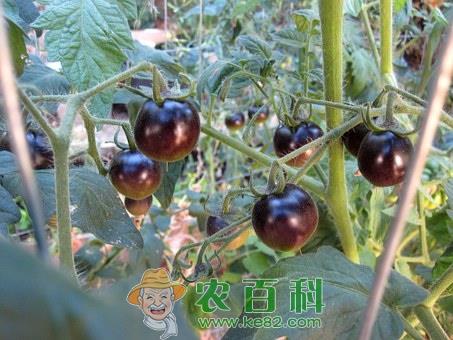 黑番茄种子哪里有卖?多少钱一斤?