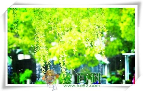 枫叶、梨花、杨花、樱花、柳絮分别在什么时候开放和凋落?