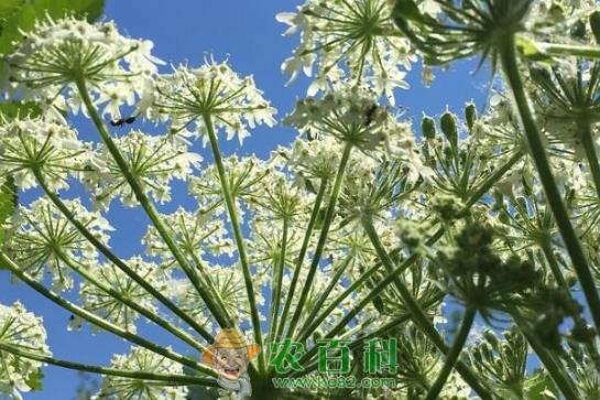 防风种子多少钱一斤？栽培种植技术有哪些？