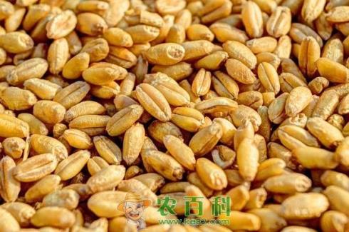 小麦种子多少钱一斤？有哪些高产品种？（附部分地区最新普通小麦价格）