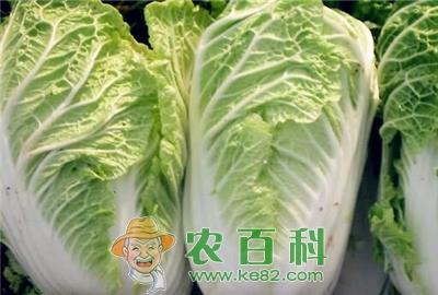 白菜价格走势分析（附各地区白菜最新价格）