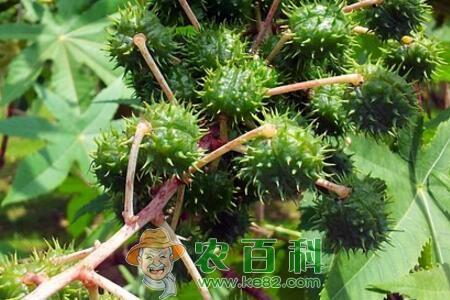 大戟科植物蓖麻籽多少钱一斤？有毒吗？