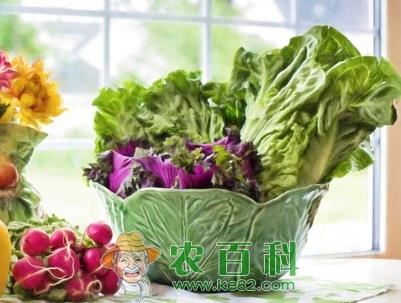 9月份适合种什么蔬菜？吃哪些应季蔬菜？