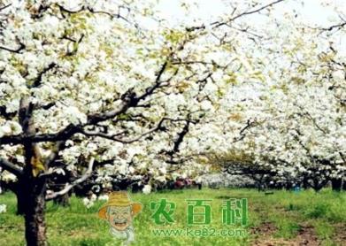 雪白雪白的梨花每年什么时候开花？花期有多久？什么时候凋零？